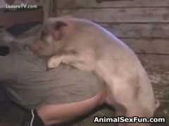 A pig quickly bonks a buddy